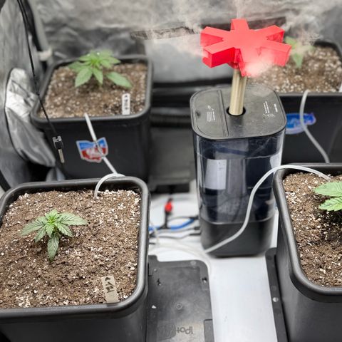 Gorilla Melon growlog photo: Wk3 day 5