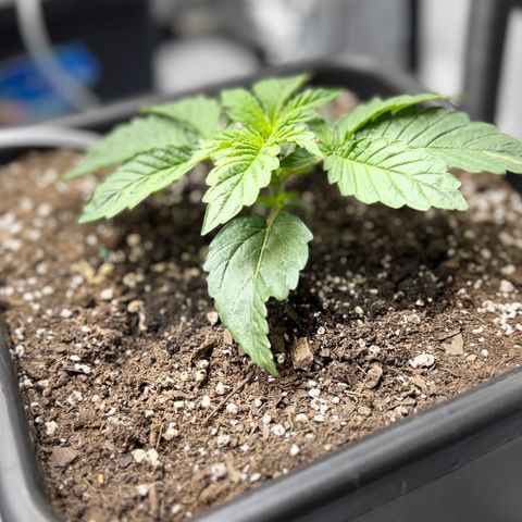 Gorilla Melon growlog photo: Wk3 day 5