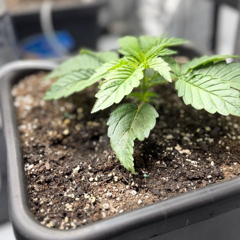 Gorilla Melon growlog photo: Moonbeam and Tricross