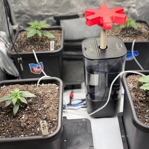 Gorilla Melon growlog photo: Moonbeam and Tricross