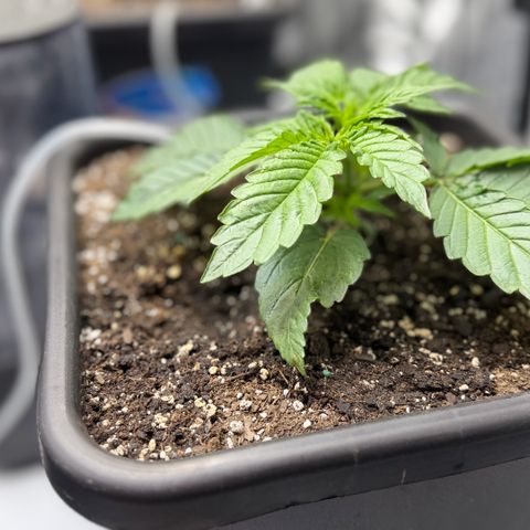 Gorilla Melon growlog photo: Moonbeam and Tricross