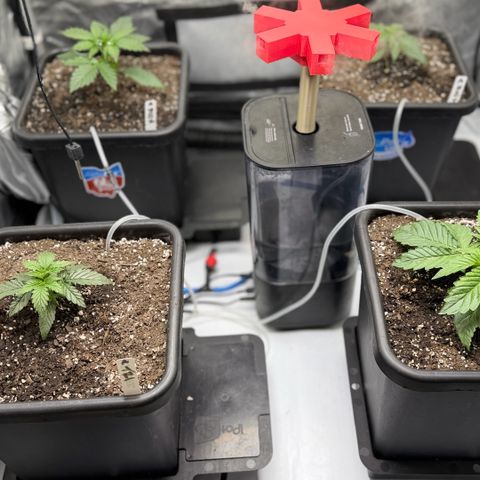 Gorilla Melon growlog photo: Moonbeam and Tricross