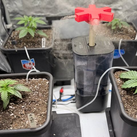 Gorilla Melon growlog timeline photo