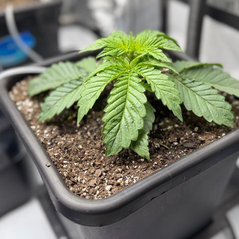 Gorilla Melon growlog timeline photo