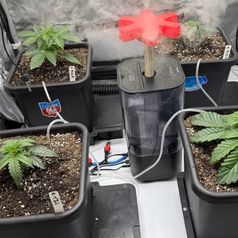 Gorilla Melon growlog timeline photo