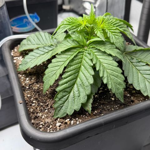 Gorilla Melon growlog timeline photo