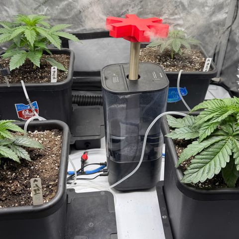 Gorilla Melon growlog timeline photo
