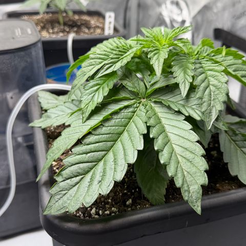 Gorilla Melon growlog timeline photo