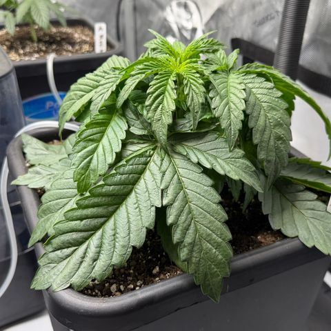 Gorilla Melon growlog timeline photo