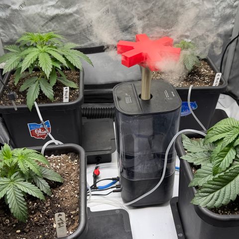 Gorilla Melon growlog timeline photo
