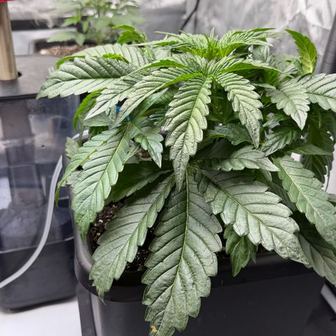 Gorilla Melon growlog timeline photo