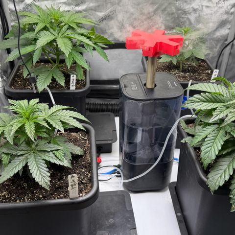 Gorilla Melon growlog timeline photo