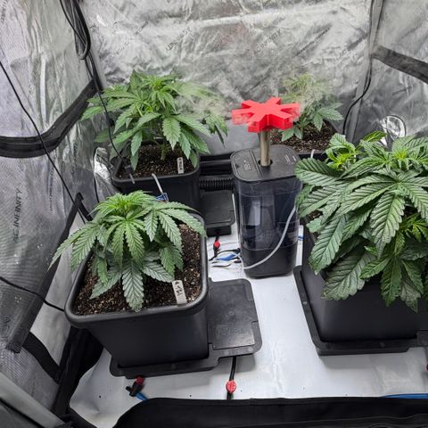 Gorilla Melon growlog timeline photo