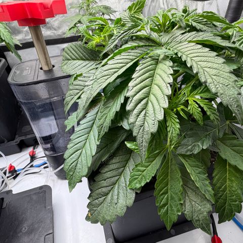 Gorilla Melon growlog timeline photo