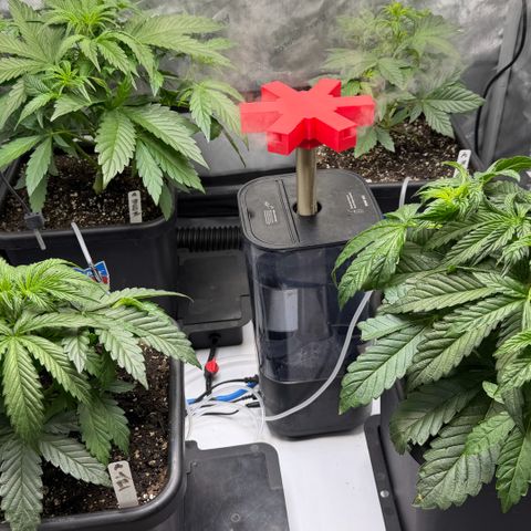 Gorilla Melon growlog timeline photo