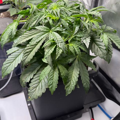 Gorilla Melon growlog timeline photo