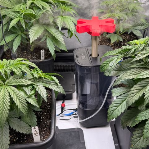 Gorilla Melon growlog timeline photo