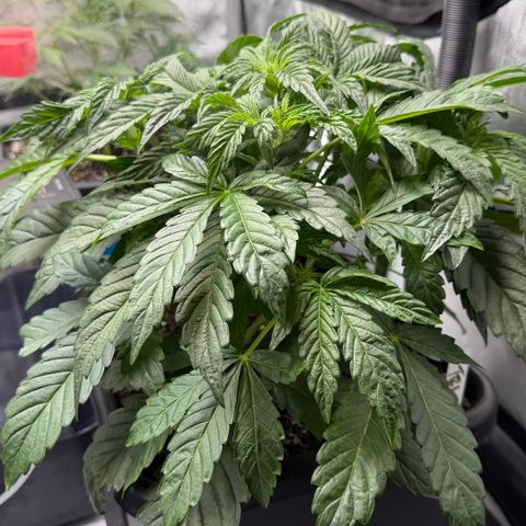 Gorilla Melon growlog timeline photo