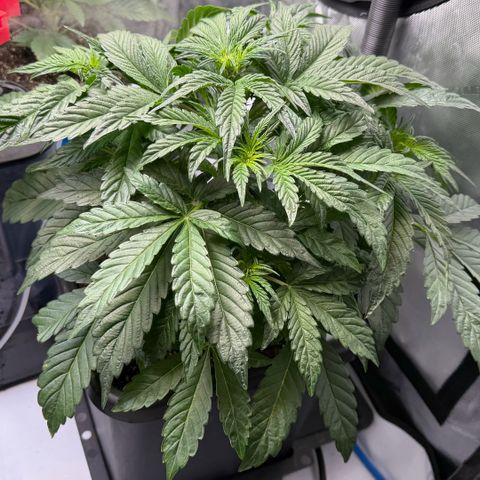 Gorilla Melon growlog timeline photo