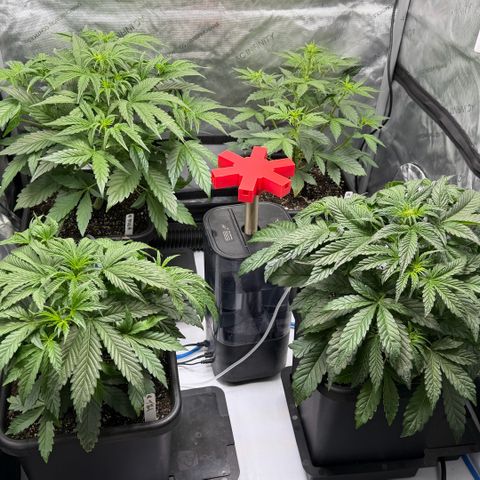 Gorilla Melon growlog timeline photo