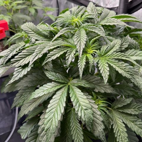 Gorilla Melon growlog timeline photo