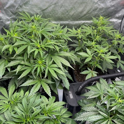 Gorilla Melon growlog timeline photo