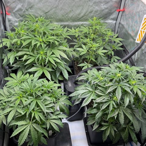 Gorilla Melon growlog timeline photo