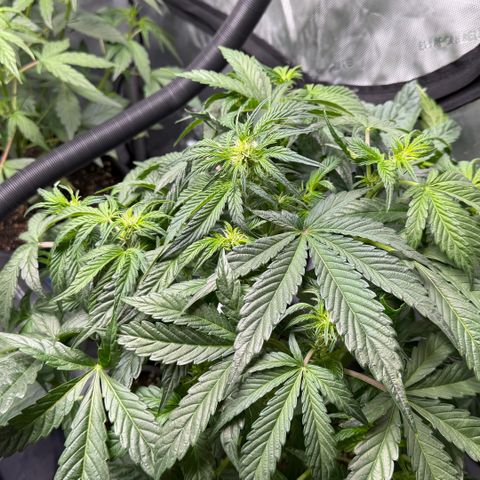 Gorilla Melon growlog timeline photo