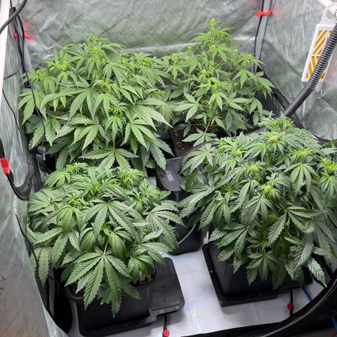 Gorilla Melon growlog timeline photo