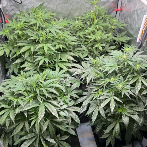 Gorilla Melon growlog timeline photo