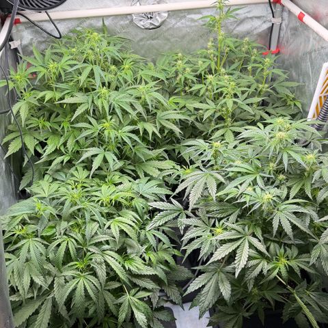 Gorilla Melon growlog timeline photo