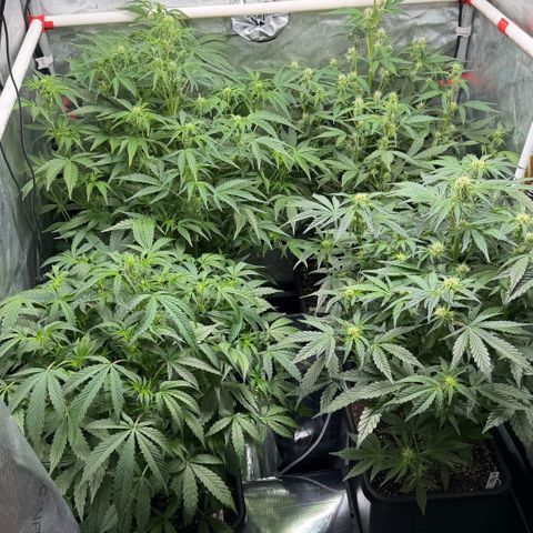 Gorilla Melon growlog timeline photo