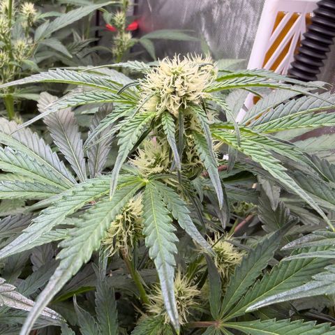 Gorilla Melon growlog timeline photo