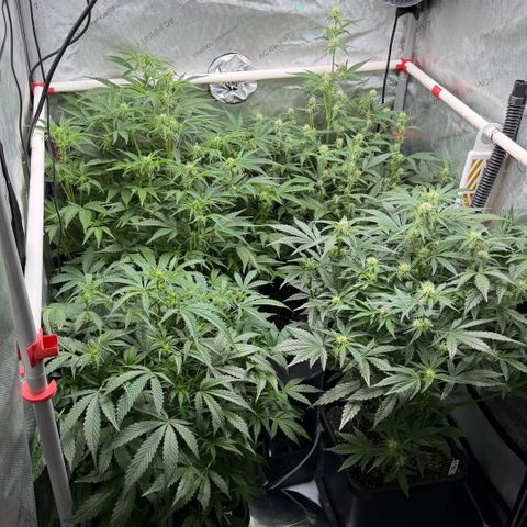 Gorilla Melon growlog timeline photo