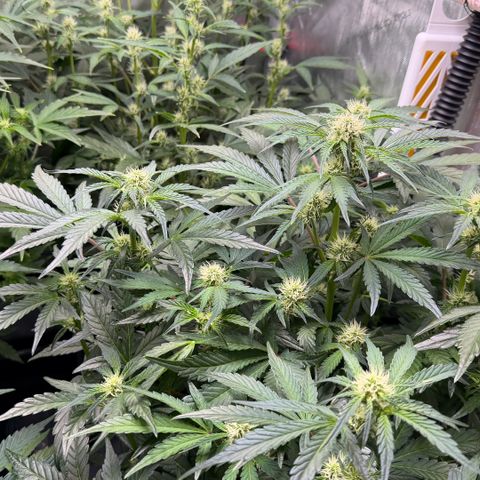 Gorilla Melon growlog timeline photo