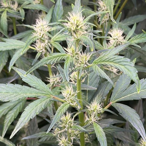 Gorilla Melon growlog timeline photo