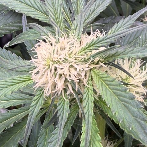 Gorilla Melon growlog timeline photo