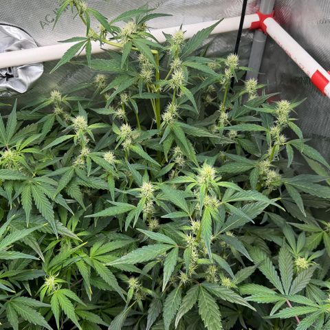 Gorilla Melon growlog timeline photo