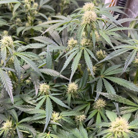 Gorilla Melon growlog timeline photo