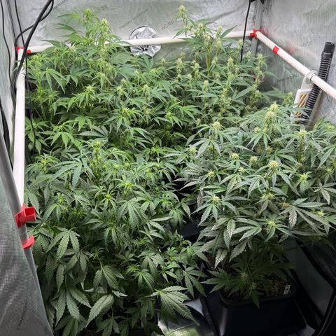 Gorilla Melon growlog timeline photo