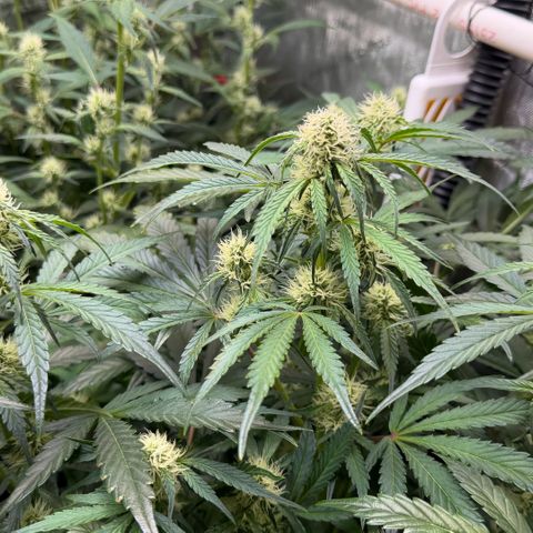 Gorilla Melon growlog timeline photo