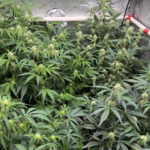 Gorilla Melon growlog timeline photo