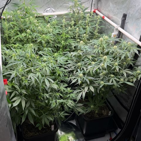 Gorilla Melon growlog timeline photo