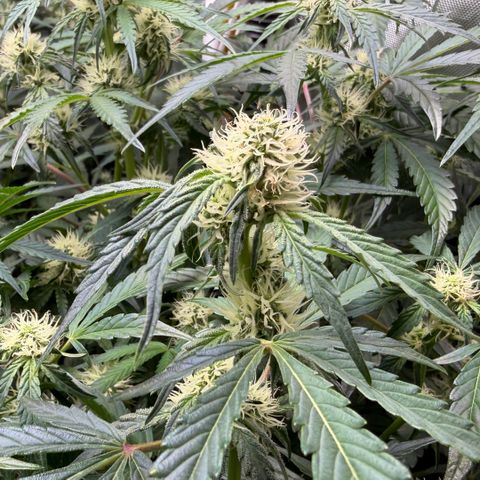 Gorilla Melon growlog timeline photo