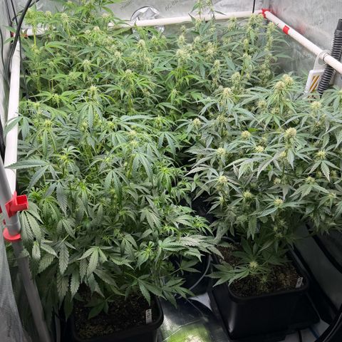 Gorilla Melon growlog timeline photo
