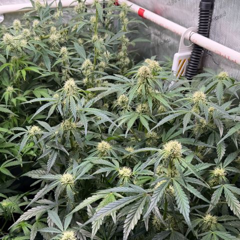 Gorilla Melon growlog timeline photo