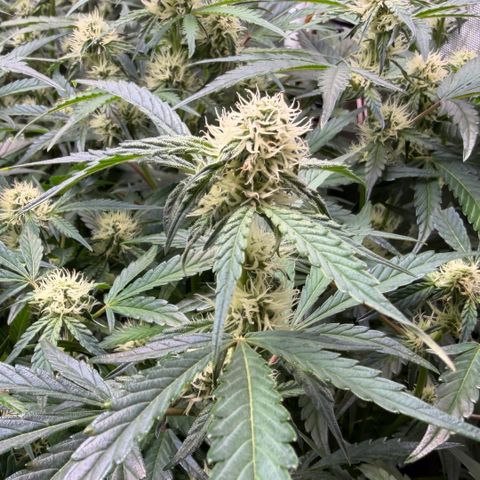 Gorilla Melon growlog timeline photo