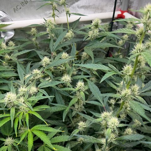 Gorilla Melon growlog timeline photo