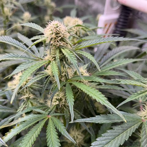 Gorilla Melon growlog timeline photo