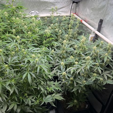 Gorilla Melon growlog timeline photo